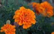 Marigold