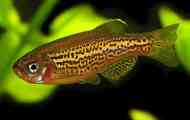 Danio leopard vsebina vzreja združljivost fotografija opis fotografije.