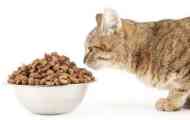 Katera prehrana je boljša za mačke - pripravljena - narejena krma ali naravni izdelki
