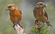 Crossbill