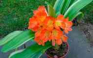 Clivia