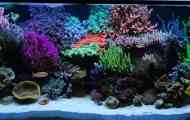 Sea aquarium: pravilno tečemo, fotografija, video, korak -by -korak opis