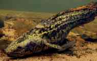 Burbot: opis, reprodukcija, habitat, hrana, fotografija, video, populacija