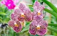 Orchide vanda