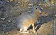 Patagonian mara: zajček ali prašič?