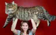 Breed maine kun: teža mačke za odrasle mesece