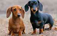 Pasme psov, ki ulov podgana in miši niso slabši od mačk