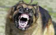 Najnevarnejše pasme psov sveta za človeka