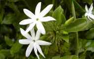 Jasmin