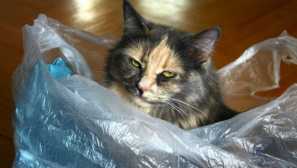 4 Razlogi, zakaj mačka liže paket polietilena
