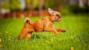 5 Hipoalergenskih psov leta 2020