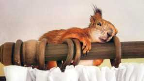 5 Razlogov, ki dokazujejo, da morate natančno razmisliti, preden začnete veverico v hiši