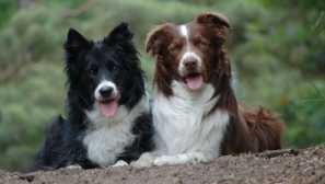 5 Najbolj poslušnih pasem psov, ki jih je enostavno trenirati