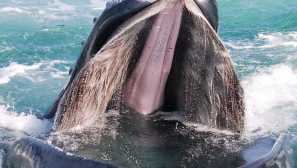 5 Vrst živali, ki imajo najdaljše jezike na svetu