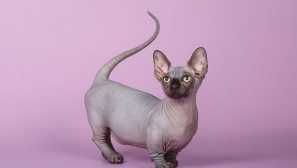 6 Pasme mačk, ki jih vplivajo njihova nenavadna ušesa