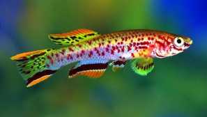 Afiomion gardner: vsebina, razmnoževanje, združljivost, hranjenje, fotografija