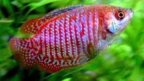 Aquarium fish lyalius: opis, vsebina in nega, fotografija