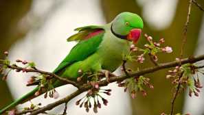 Kaprizul z aleksandrijskim papigom s svetlo rdečim kljunom