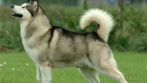 Aljaskanski malamut - puhasto kopališče iz skrajnega severnega