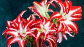 Amaryllis
