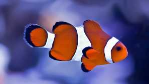 Amphiprion-akvarium fish clown
