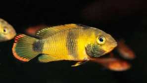 Apistogramma Nijsseni (Apistogramma Nijsseni, Panda Apisto) \ t