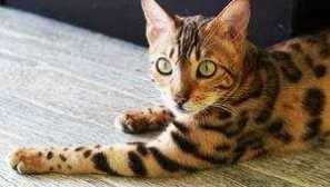 Azijska leopard mačka, podobna barvi leopardu: vsebina