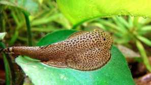 Leverretti trebuh: vsebina in skrb