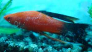 Beli napad na akvarijske ribe.