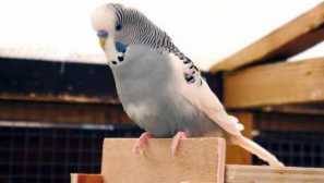 Brezdomna mačka je pobrala za papiga