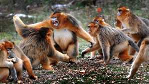 Boj proti živalim v prostoživečih živalih