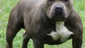 Bojski psi: značilnosti bojišča