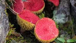 Breatin iz močvirja