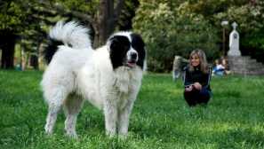 Bolgarski ovčar: izvor pasme in značaj psa