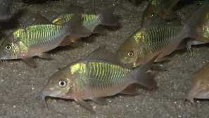 Brochis ali zeleni som: vsebina, reprodukcija, opis, fotografija.