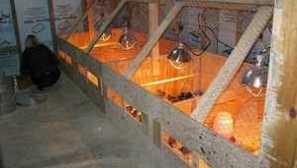 Bruder za piščance z lastnimi rokami