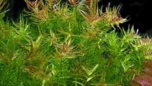 Butarolak dvojna vsebina začetku fotografij .