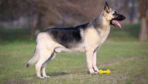 Kakšna je razlika med vzhodnoevropskim pastirjem in nemškim