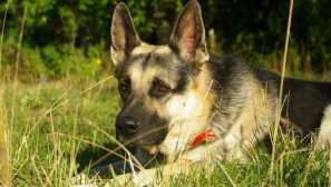 Kakšna je razlika med vzhodnoevropskim pastirjem in nemškim?