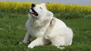 Chesoccal objemke v opisu psov, simptomov, zdravljenja, preprečevanja