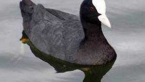 Črne race: belo -odmevno in belo -milirano