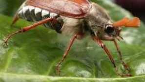 Kaj lahko poje hrošči?