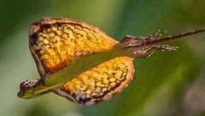 Kaj je leteči častni zmaj