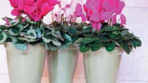 Cyclamen europeath
