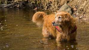 Cistitis pri psih: simptomi in zdravljenje (in preprečevanje)