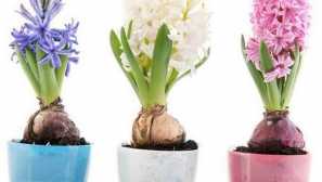Cvetenje hijacinta do božiča