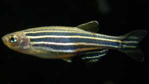 Danio roerio vsebina vzredovanje fotografije opis združljivost.