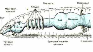 Rainmorms: opis, fotografija, wormer, reprodukcija, care