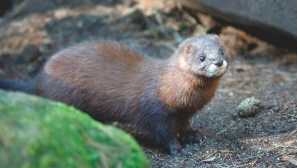 Evropska mink