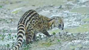 Fanaluka ali fanaloka